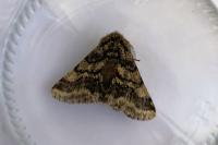 Lycia hirtaria