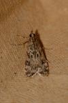 Eudonia truncicolella