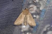 Mythimna sicula