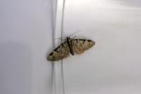 Eupithecia insigniata
