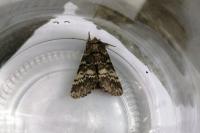 Drymonia ruficornis