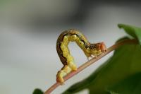 Erannis defoliaria