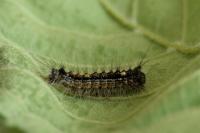 Lymantria dispar