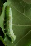 Cosmia affinis