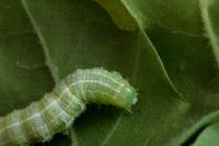 Cosmia affinis