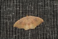 Watsonalla binaria