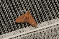 Dysauxes ancilla
