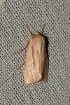 Mythimna impura