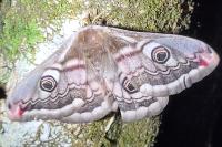 Saturnia pavonia