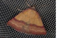 Phytometra viridaria