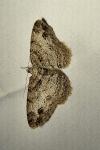 Paradarisa consonaria