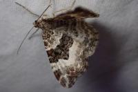 Epirrhoe alternata