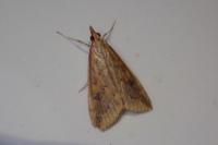 Udea ferrugalis