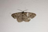 Ectropis crepuscularia