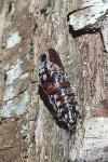 Lymantria monacha