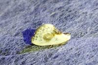 Cilix glaucata