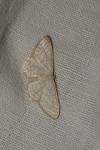 Idaea subsericeata