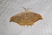 Watsonalla binaria