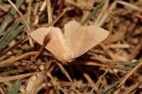 Cyclophora suppunctaria