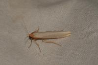 Eilema caniola