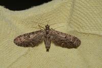 Eupithecia nanata