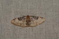 Idaea filicata