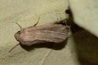 Mythimna riparia