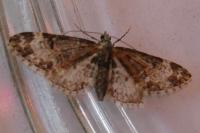Eupithecia irriguata
