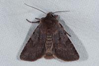 Cerastis rubricosa