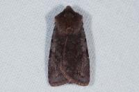 Cerastis rubricosa