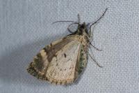 Chloroclysta siterata