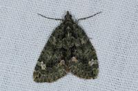 Chloroclysta siterata