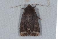Conistra ligula