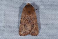 Conistra rubiginea