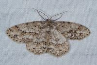 Ectropis crepuscularia
