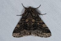 Lycia hirtaria