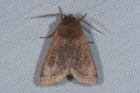 Orthosia cerasi