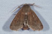 Orthosia cerasi