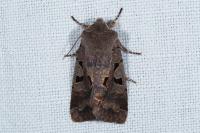Orthosia gothica