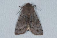 Orthosia incerta