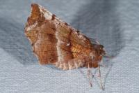 Selenia dentaria
