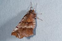 Selenia dentaria