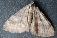 Aplocera efformata