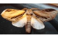 Pheosia tremula