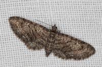 Eupithecia cocciferata