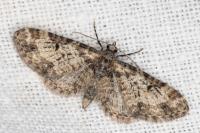 Eupithecia irriguata