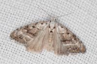 Nola subchlamydula