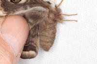 Saturnia pavonia/pavoniella