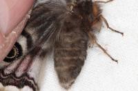 Saturnia pavonia/pavoniella