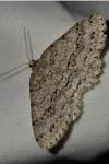 Ectropis crepuscularia